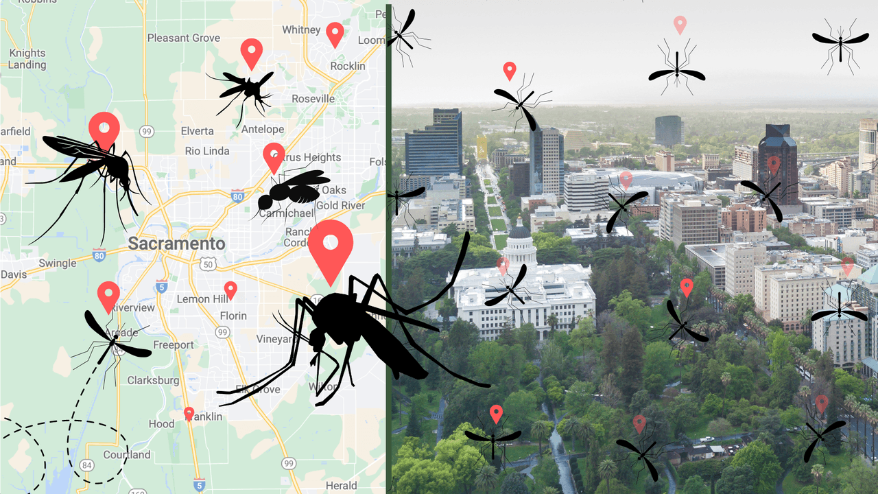 Advierten sobre mosquitos con virus del Nilo en Sacramento: Mira los vecindarios con alto riesgo de contagio