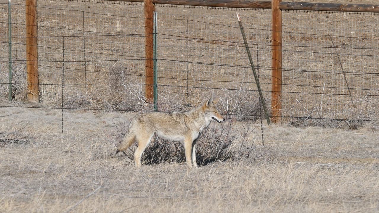 <h3 class="cms-H3-H3">🌟 En resumen </h3>
<br>Los coyotes forman parte de la vida silvestre de Texas, pero eso no significa que tengas que vivir con miedo. Con algunos cuidados sencillos, puedes seguir disfrutando con tranquilidad.