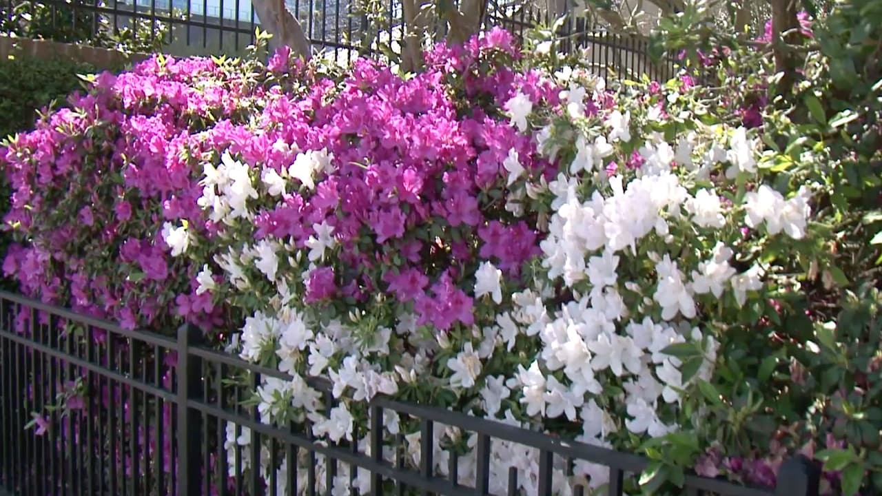 En 1982, el alcalde de Houston emitió una proclamación para dedicar los días al sendero de azaleas.