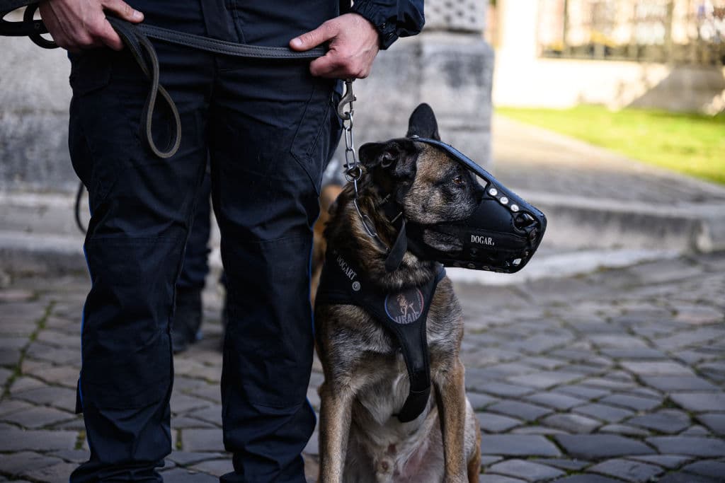 “No sabía que era un K-9”: vecino mata a perro policía que atacó a su alpaca
