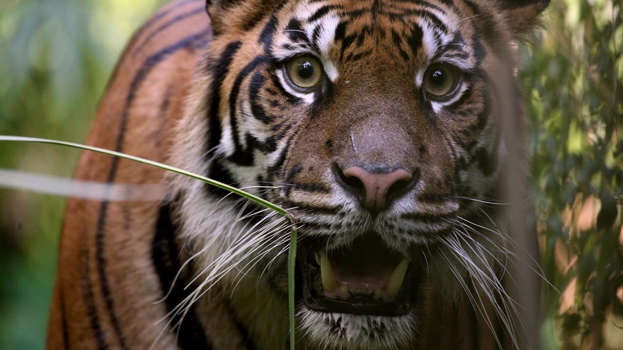 <b>Detalles imprescindibles</b> de los “Días del Pingüino”:
<br>-
<b>Admisión general a solo $10</b>.
<br>- ¡Niños menores de 2 años entran gratis!
<br>- Miembros del Zoológico de Dallas tienen entrada gratuita.
<br>-
<b><a href="https://www.dallaszoo.com/" target="_blank">Se recomienda comprar boletos en el sitio web del zoológico</a> para reservar un horario de entrada</b>.
<br>-
<b>El estacionamiento está disponible por $12</b>, también se puede precomprar en línea.