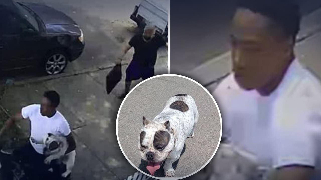 Un vídeo muestra a sospechoso de robar un cachorro exótico delante de su dueño en Queens