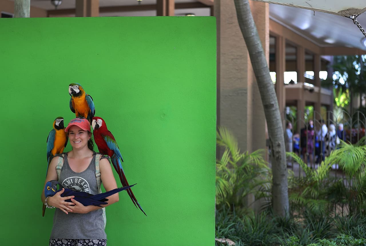 El Jungle Island también será abierto, manteniendo las mismas medidas de distanciamiento social.
