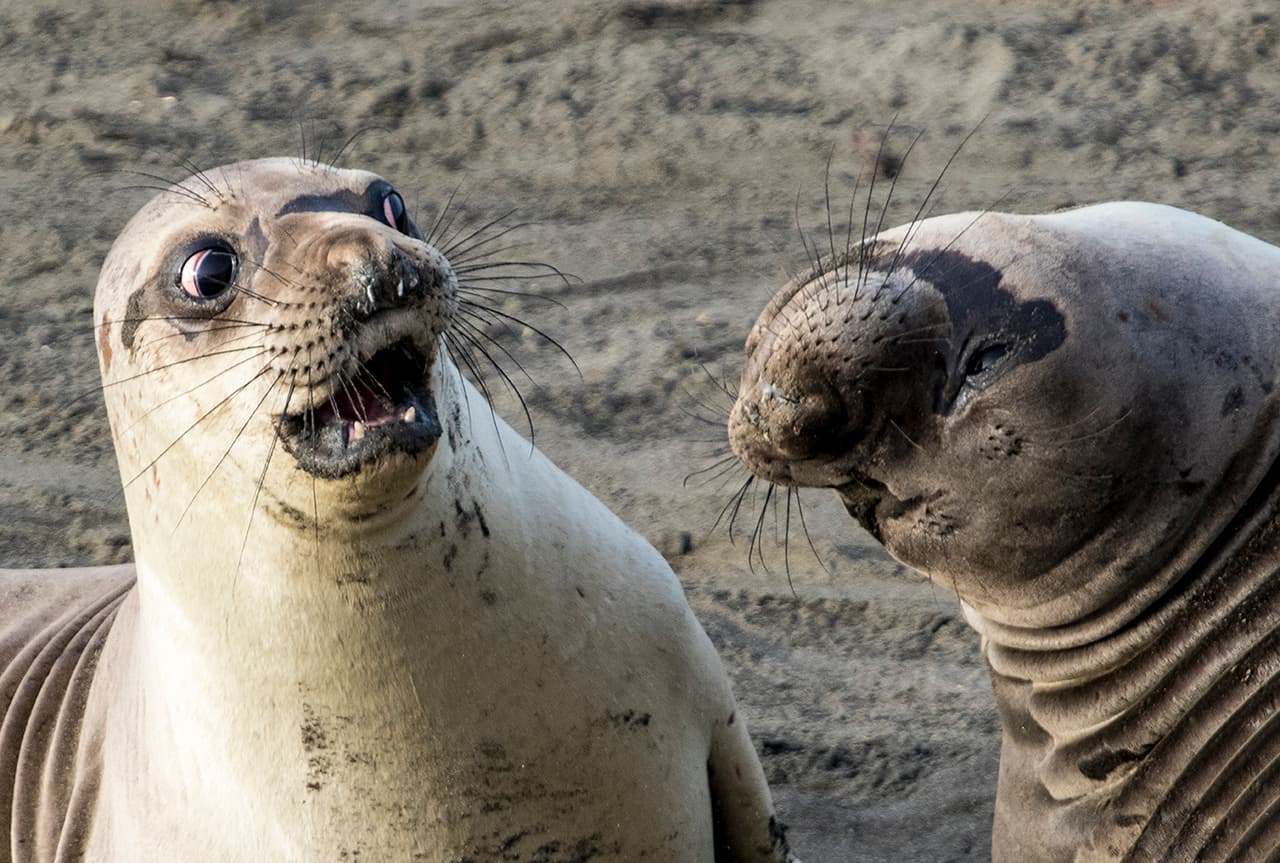 Foto tomada en San Simeón, en California, por el estadounidense George Cathcart. Los elefantes marinos parecen estar contándose un jugoso cotilleo.