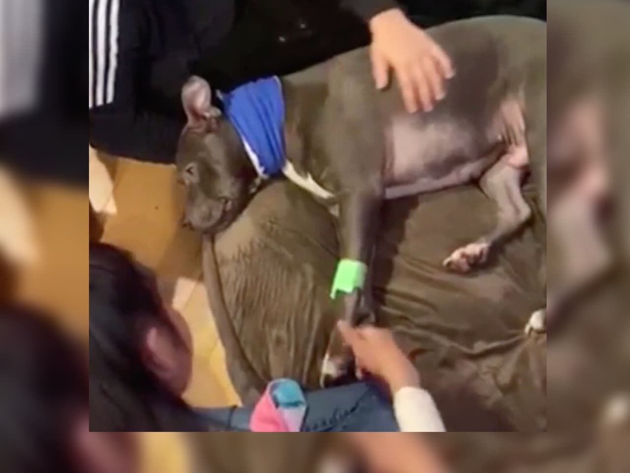  Perro se salva de milagro después de que un vecino le disparara en el cuello por ladrarle