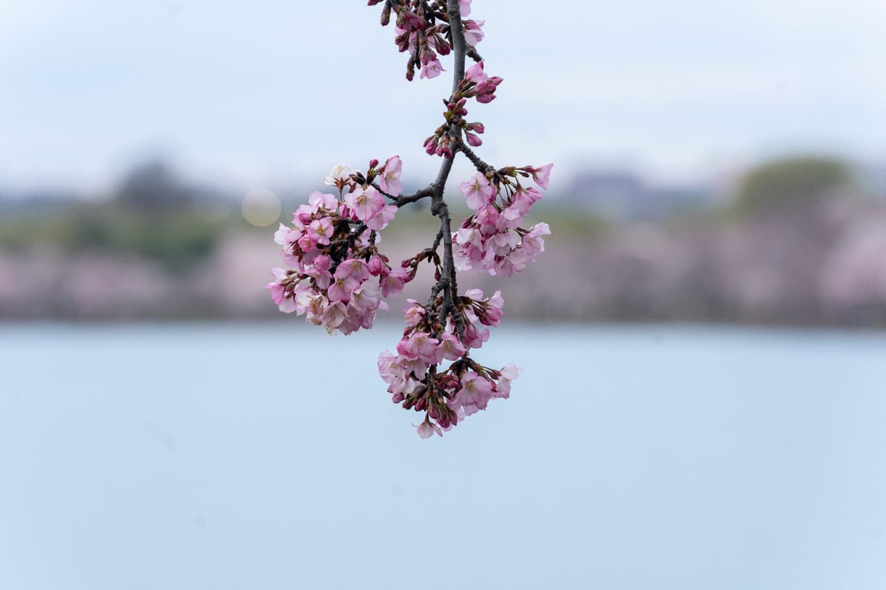Como lo pronosticó nuestro experto Daniel Rivera, hemos tenido un invierno cálido.