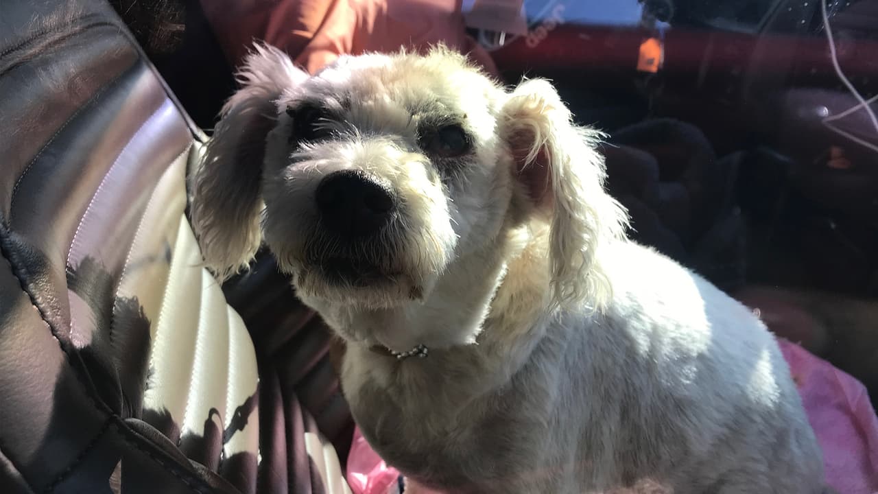 Los canes acudieron con sus dueños a bordo de sus vehículos al área del estacionamiento del Precinto 6 del condado Harris.\