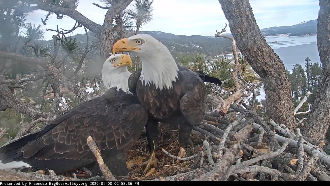 La cámara solar instalada en el nido de la pareja, nos mantiene informados 24/7 sobre la vida de la pareja y por ello sabemos sobre las buenas nuevas que marcan el inicio del 2021.