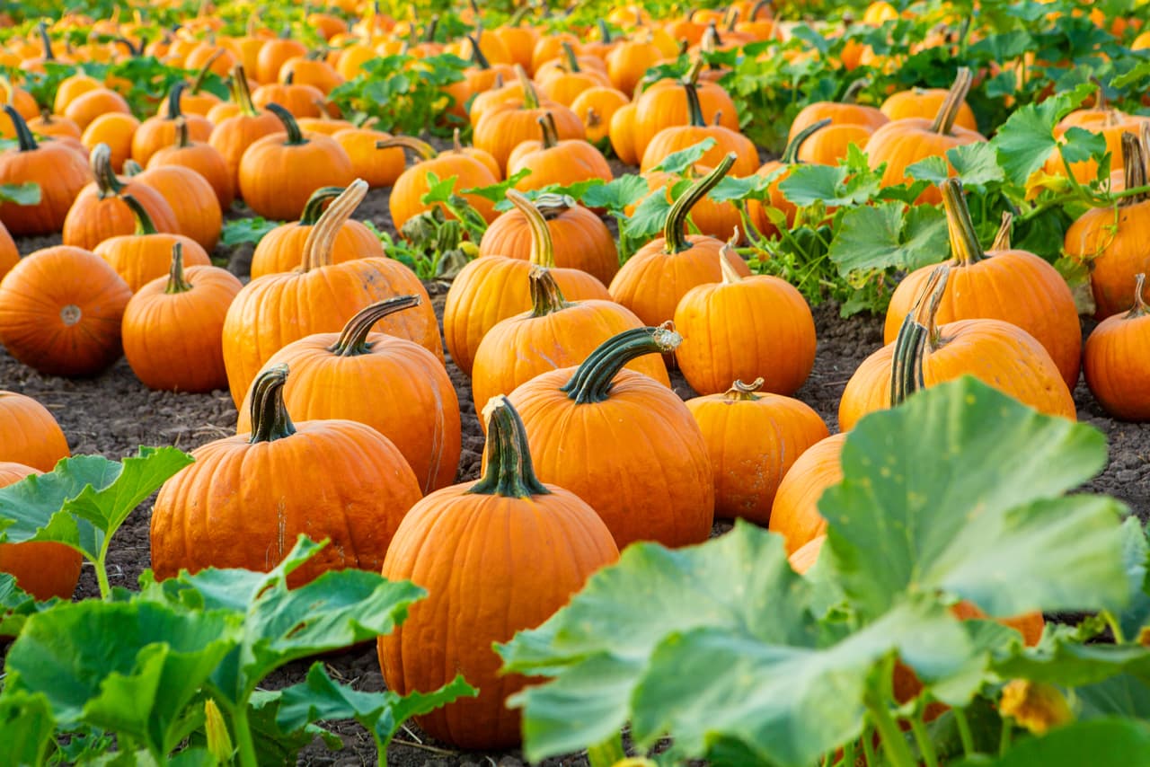 <h2 class="cms-H2-H2">Soco Pumpkin Patch</h2>
<br>
<br>Dónde: 212 E Monroe Street, Austin, Texas
<br>Cuándo: Del 14 al 31 de octubre