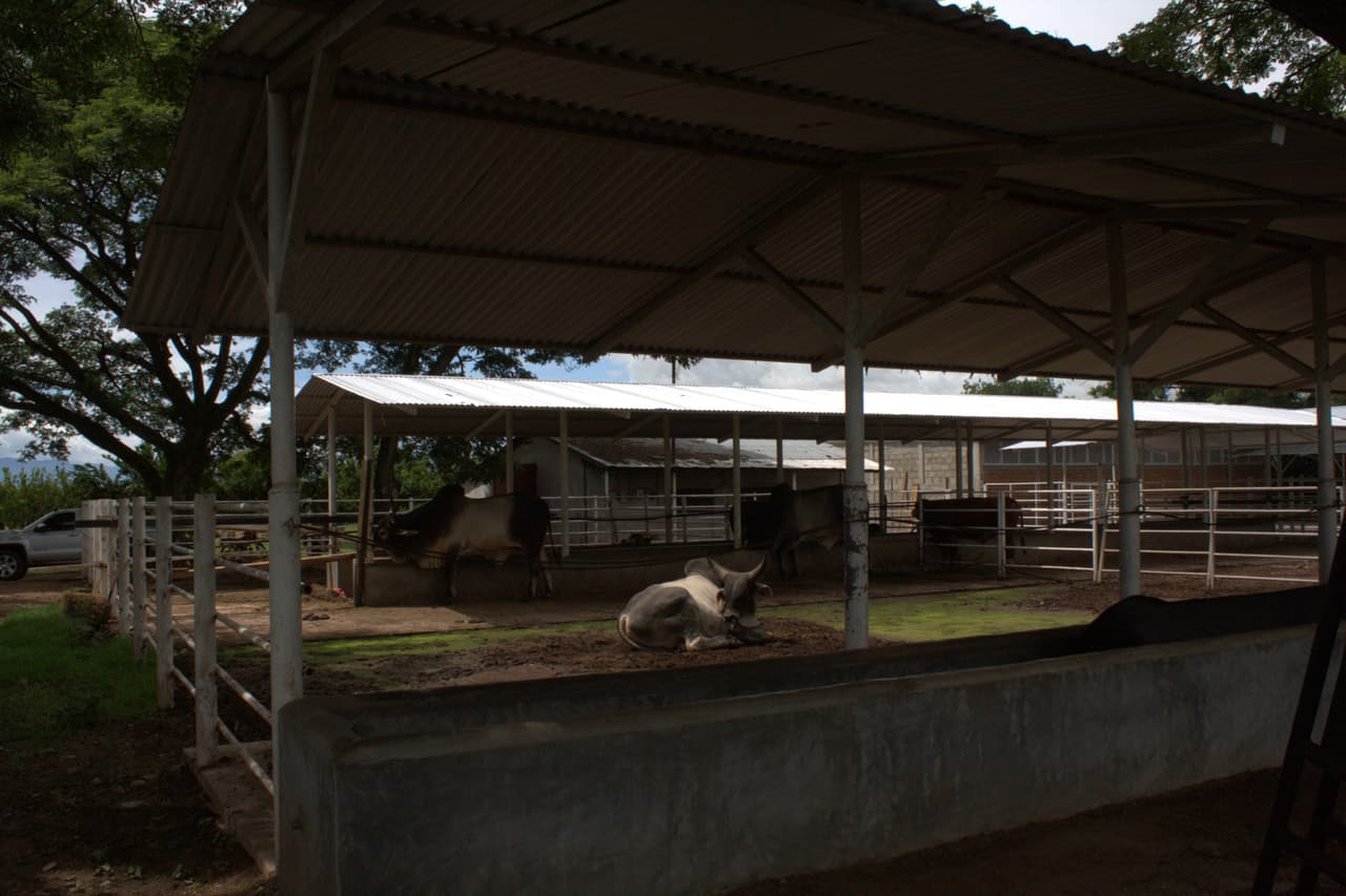En su rancho existe ganado de diferentes tipos, desde vacas, cebús, toros, además de caballos, borregos y perros.