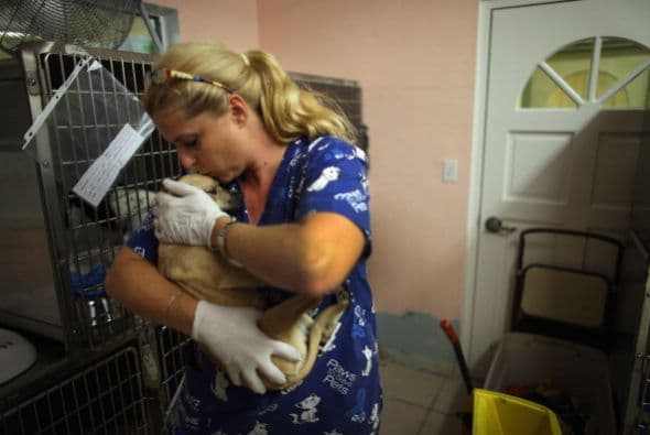 Adoptar a un perrito es un acto de amor, le darás el cariño que necesita a cambio de amor sincero e incondicional de su parte.