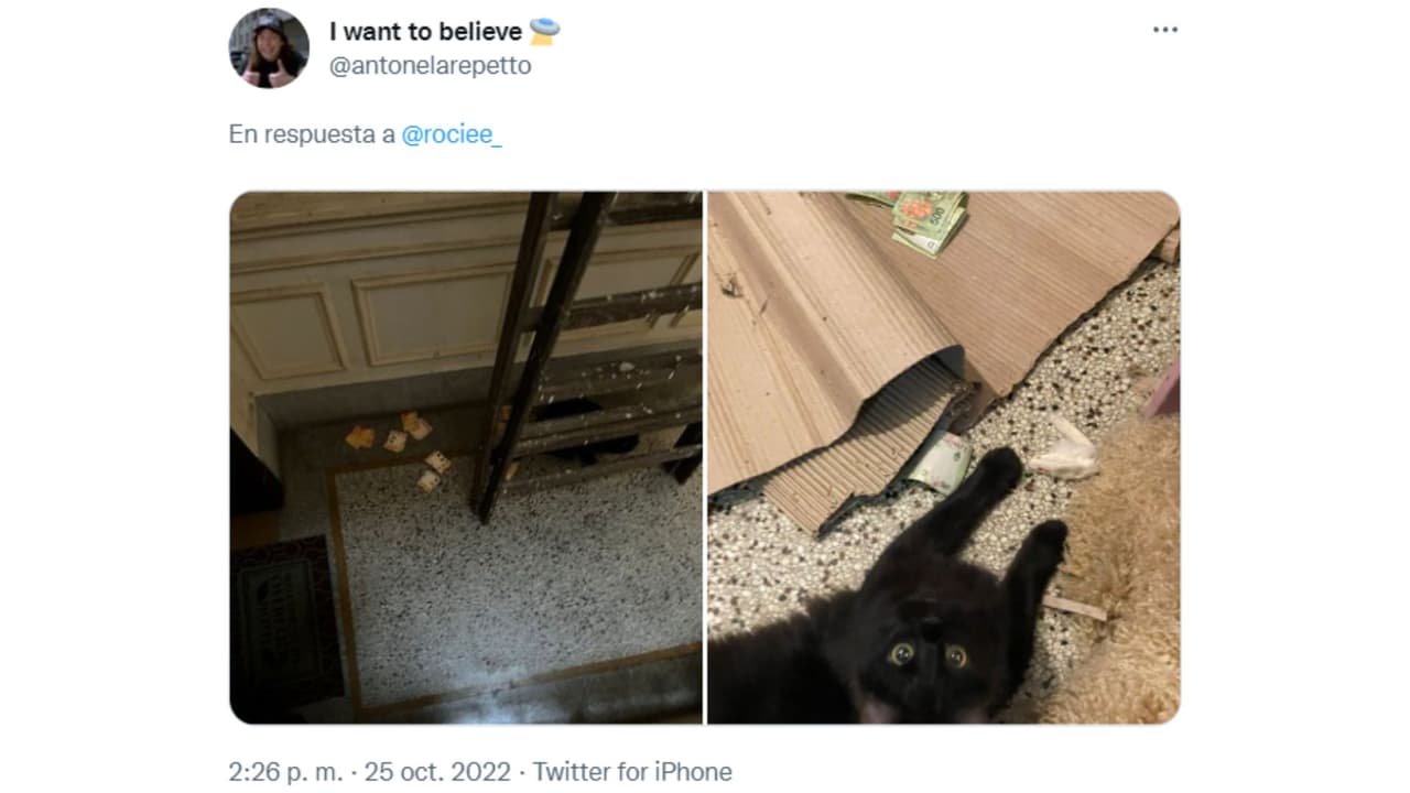 Antonela Repetto mostró pruebas fotográficas de los atracos de su gato a sus seguidores de Twitter
