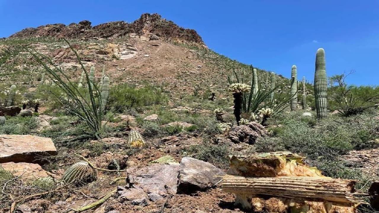 Un deslizamiento de tierra en Tucson Mountain Park destruyó varios saguaros, piden no acercarse 