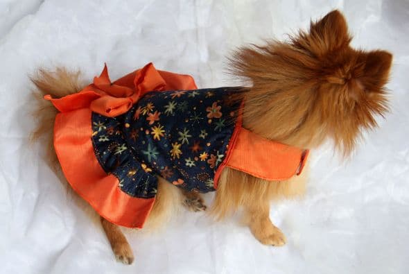 ¡Tus perritos lucirán súper coquetos y adorables!