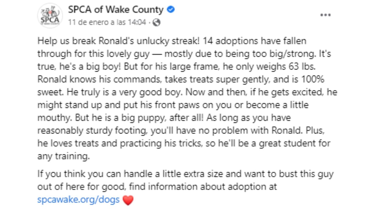 Refugio de animales compartió el historial de adopción del perro llamado Ronald