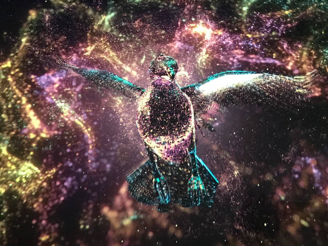 Una de las aves tradicionales en las costas cataríes es el cormorán, el cual luce en pleno sus alas en este museo Qatar Elements, en una epectacular proyección multimedia en el Majlis Qatar pavilion.