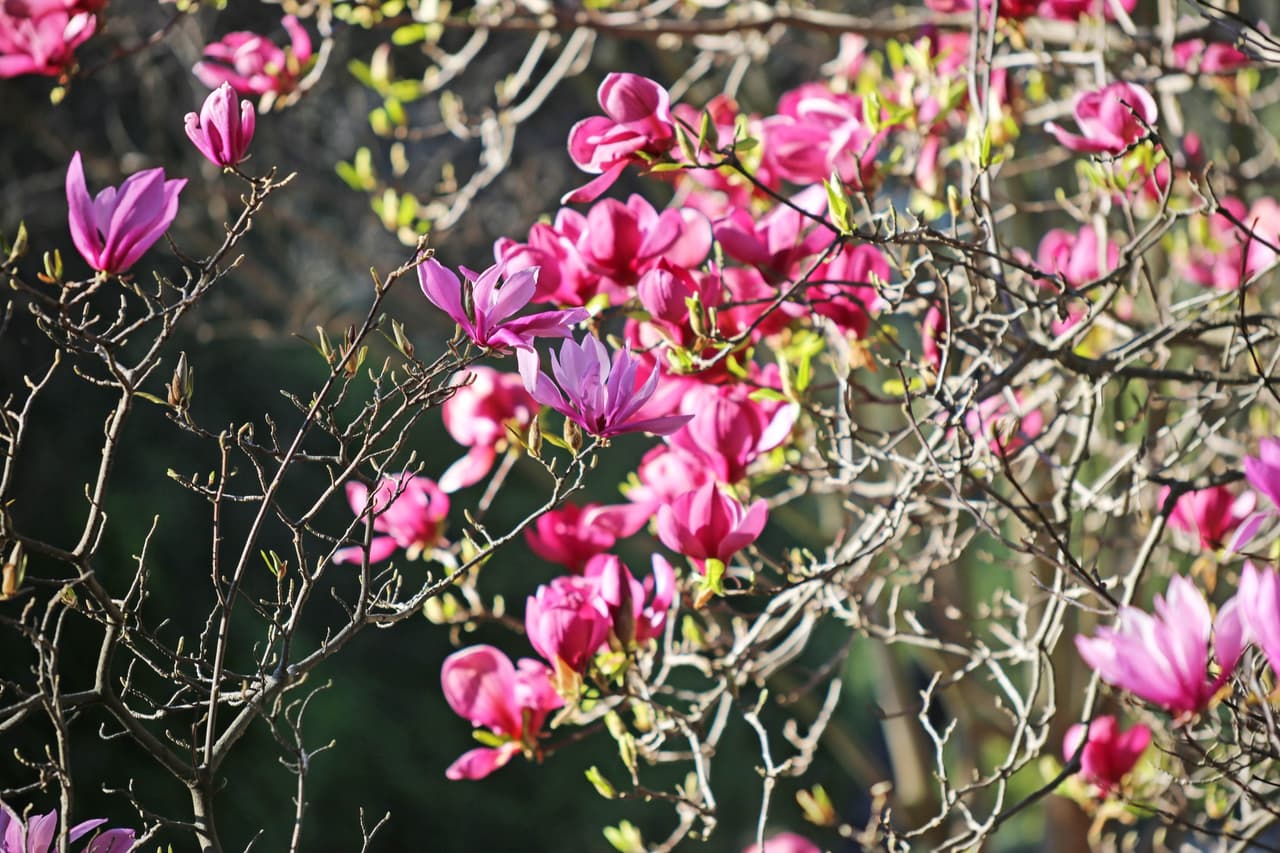 Y no pueden faltar las magnolias.