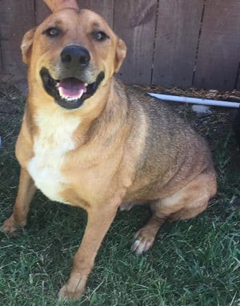 Esparky responde a su dueña Rocío.