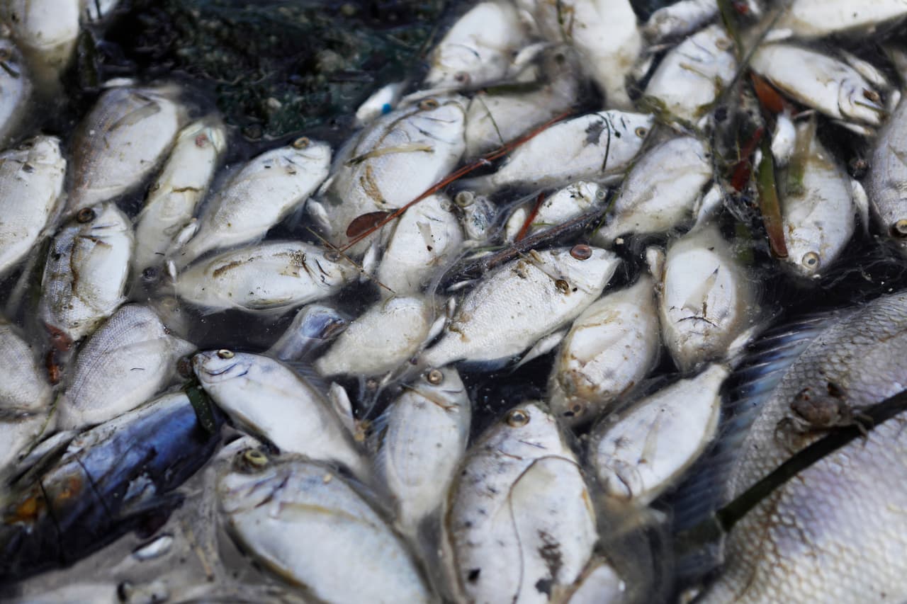 Aunque se trata de un fenómeno cíclico, se teme que el brote de este año haya sido exacerbado por la liberación en abril de 200 millones de galones de agua contaminada tras el inminente colapso de una planta química en el condado Manatee. 
<br>