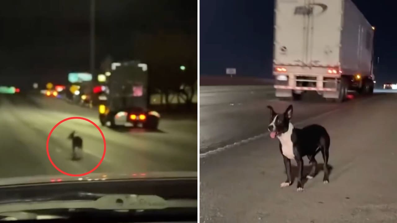 Conductor graba, con horror, a un perro que esquivaba carros en una autopista