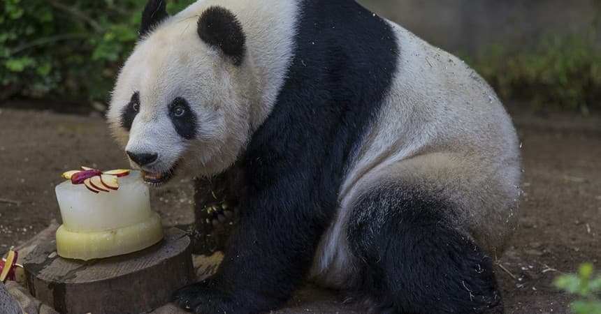 "Aunque estamos tristes de verlos partir (a los pandas), tenemos grandes esperanzas para el futuro", dijo Shawn Dixon, director de operaciones de San Diego Zoo Global.
<br>
<br>"Trabajando con nuestros colegas en China, San Diego Zoo Global está listo para comprometerse para la siguiente etapa de nuestro programa de pandas".
<br>