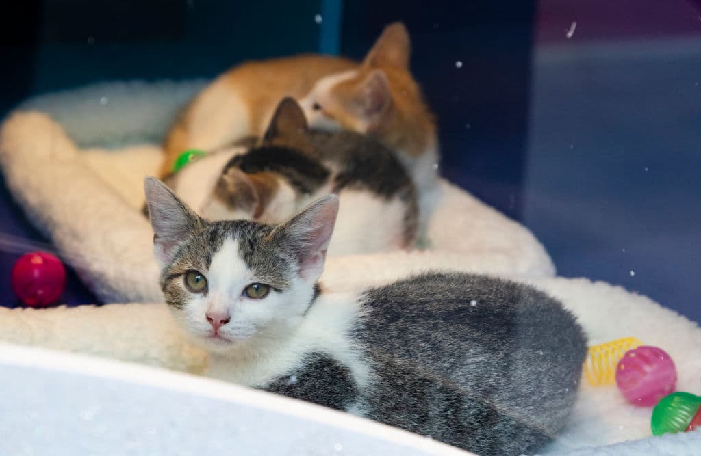 El evento Holiday Windows estará abierto al público de jueves a domingo, desde el 17 de noviembre hasta el 31 de diciembre.