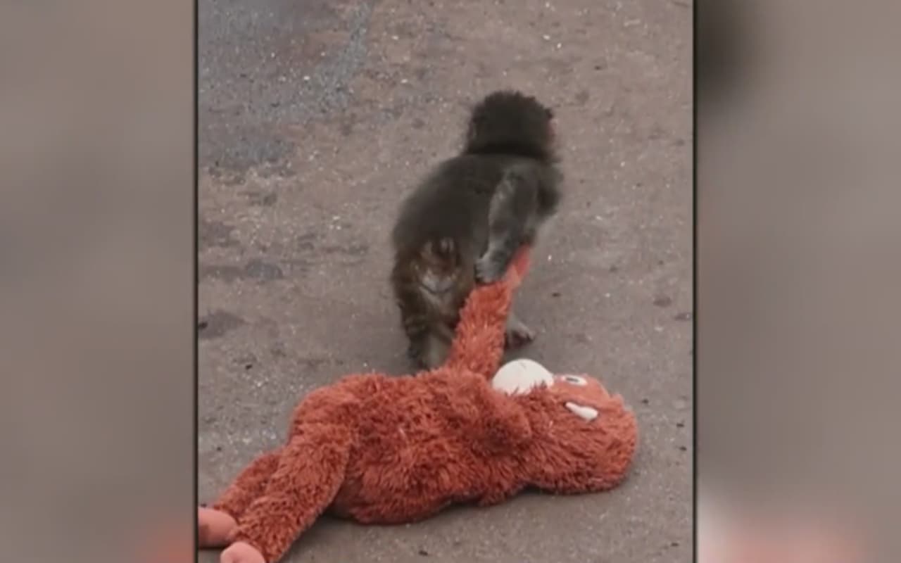 ¿Por qué Punch fue rechazado por su madre? Esto se sabe del bebé macaco que lucha por sobrevivir en un zoológico
