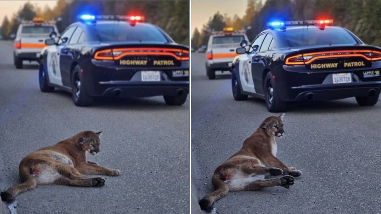 Rescatan a puma herido a un costado de la Interestatal 80