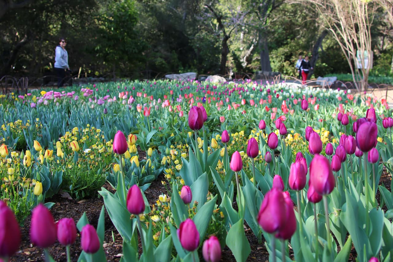 <b>Descanso Gardens:</b>
<br>El hermoso museo con extensos jardines forma parte del evento. Sin enbargo debes reservar tu visita con tiempo.
<br>
<b>Dirección</b>: 1418 Descanso Drive, La Cañada Flintridge. Teléfono: 818-949-4200 o descansogardens.org.