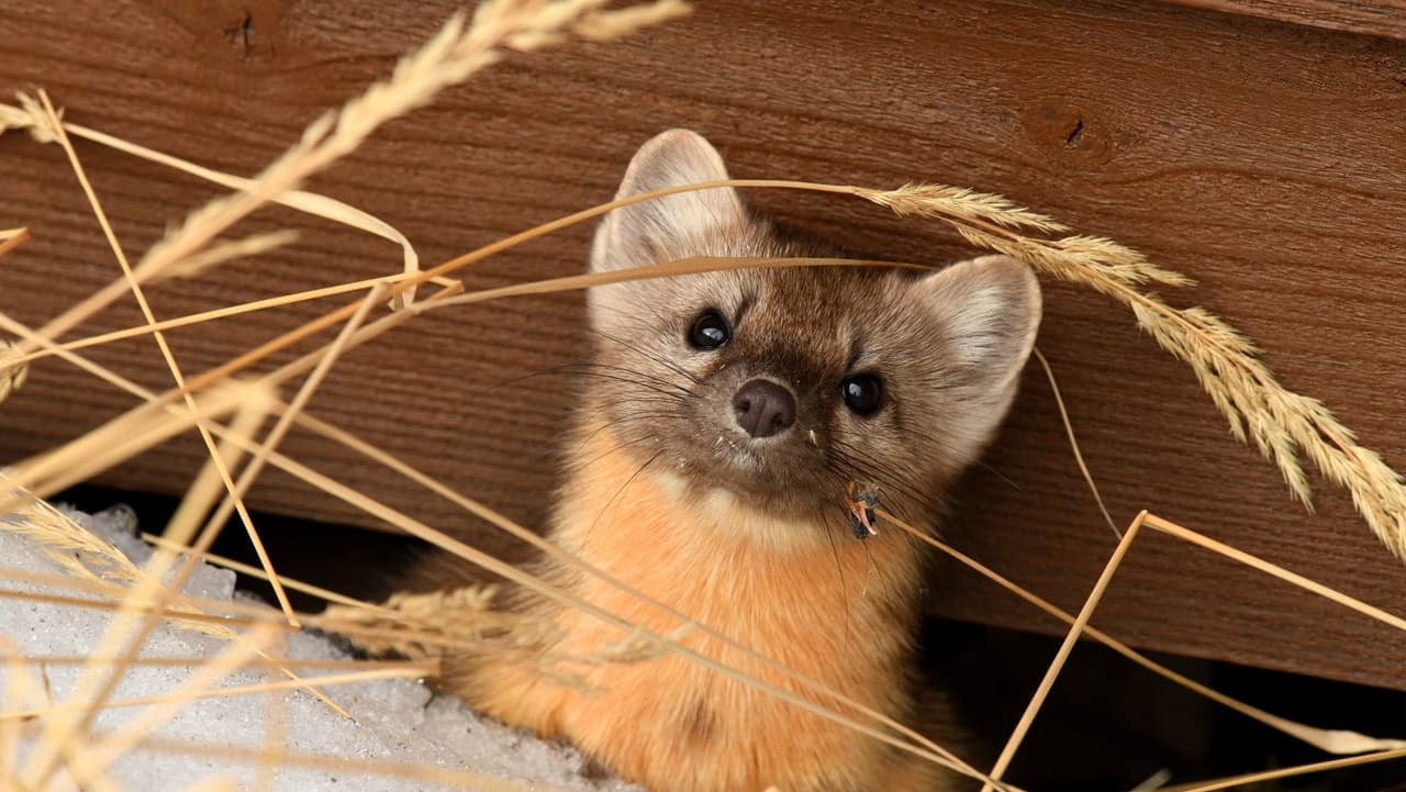 Han pasado más de 100 años desde que la marta americana ha sido parte del paisaje de Pensilvania. Entre finales de 1700 y principios de 1900, la marta americana prevalecía más en la región norte central del estado, dijo la Comisión de la Junta de Juego de Pensilvania.