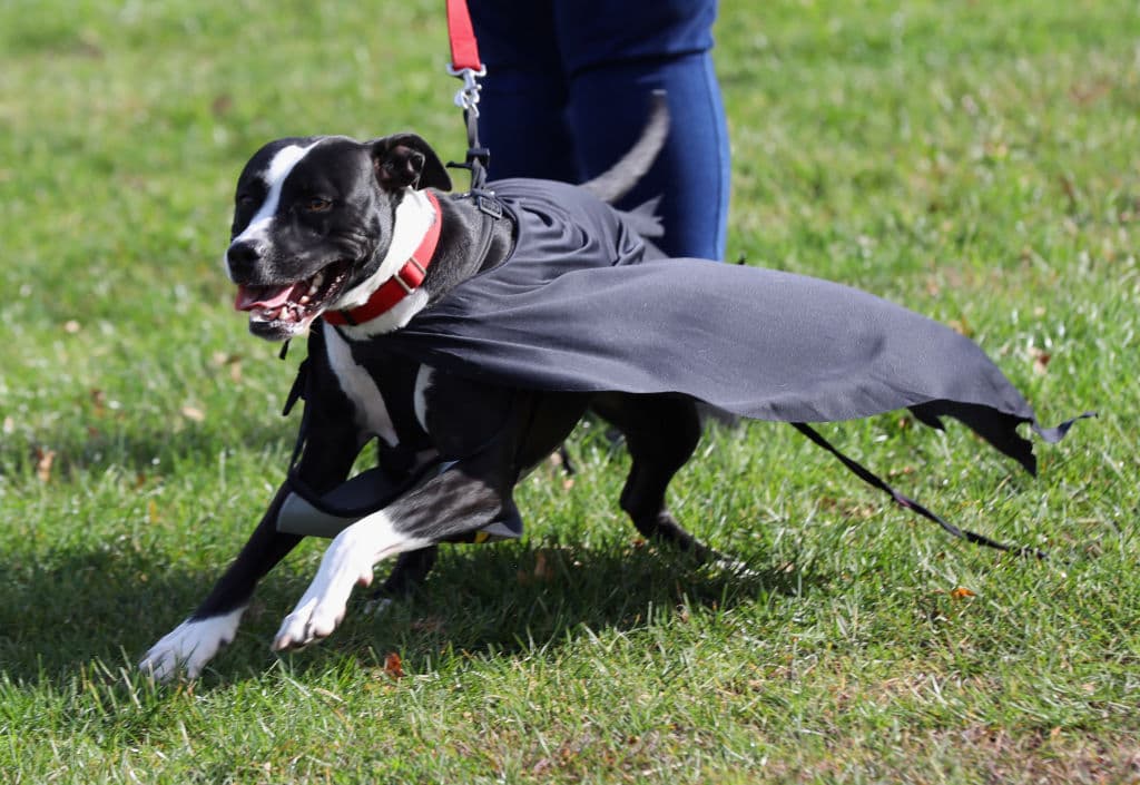 También existe el riesgo de ser 
<b>mordido por un perro</b>. Esto se debe a que los animalitos se sienten nerviosos esa noche. 
<br>
<br>
<br>