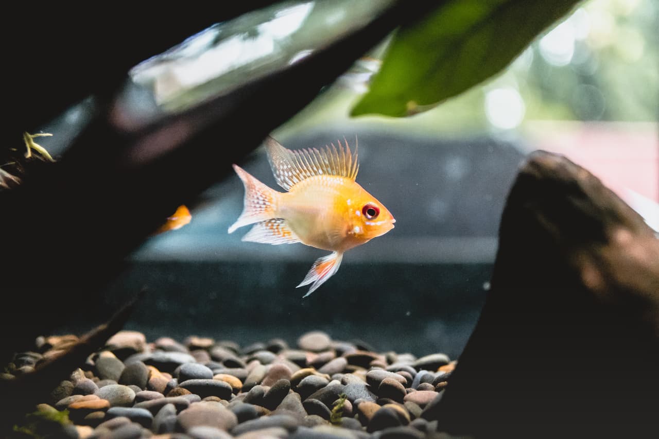Por qué algunos estadounidenses se están medicando con antibióticos para peces