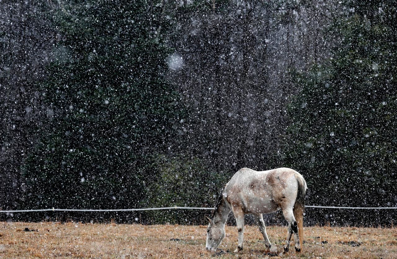 <b>Hillsborough, Carolina del Norte.</b> Un caballo pasta durante la nevada en una zona rural del condado de Orange, cerca de Hillsborough. En algunas localidades de las dos Carolinas se han registrado entre 6 y 18 pulgadas de nieve.