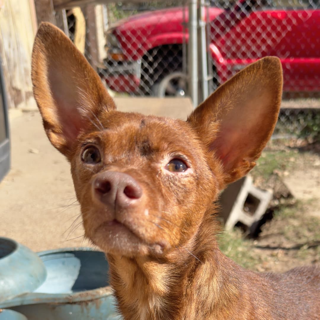 La organización publicó que durante la última semana del año 2023 recibieron una llamada urgente sobre 21 perritos que estaban viviendo solos luego de que su dueño, una persona de la tercera edad, falleciera.