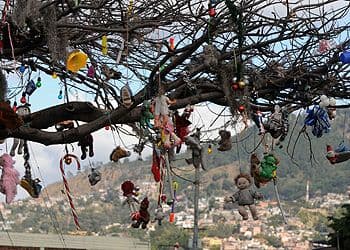 Al pie del árbol, marcaron la leyenda "Primero los pobres", un slogan del alcalde capitalino, Ricardo Alvarez, quien ha venido promocionando proyectos para las personas más pobres de la ciudad, incluida una funeraria que presta servicios gratuitos a los menesterosos.