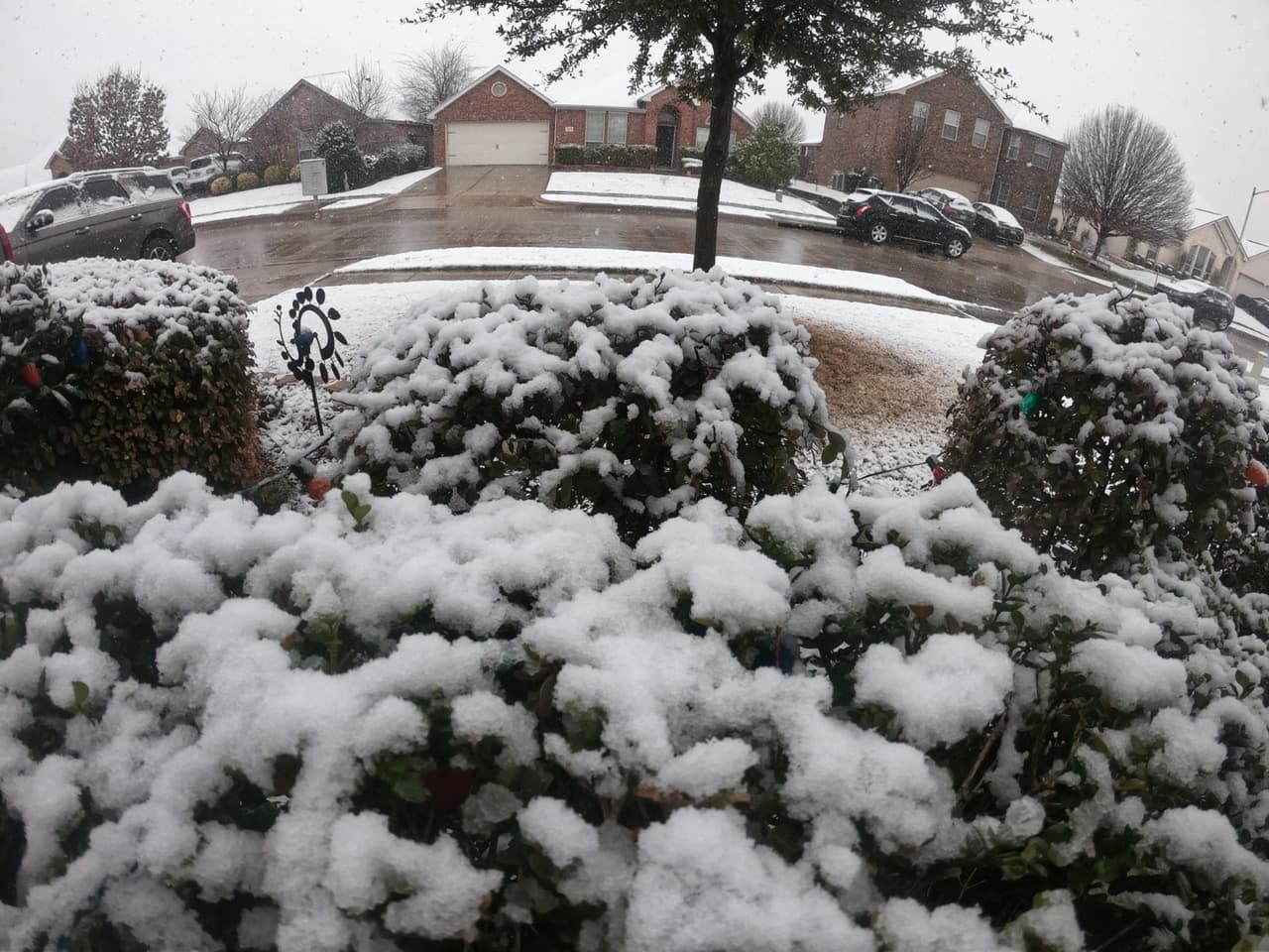 La nieve también cubrió las plantas en esta casa al sur de Arlington.
<br>