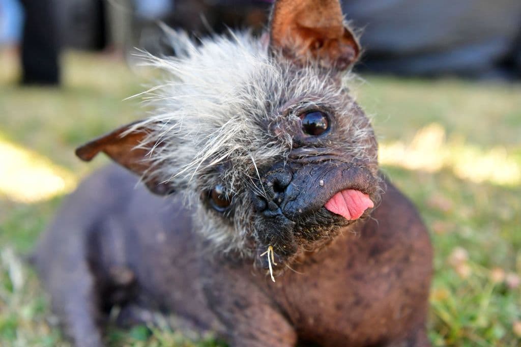US-OFFBEAT-ANIMAL-DOG-UGLY
