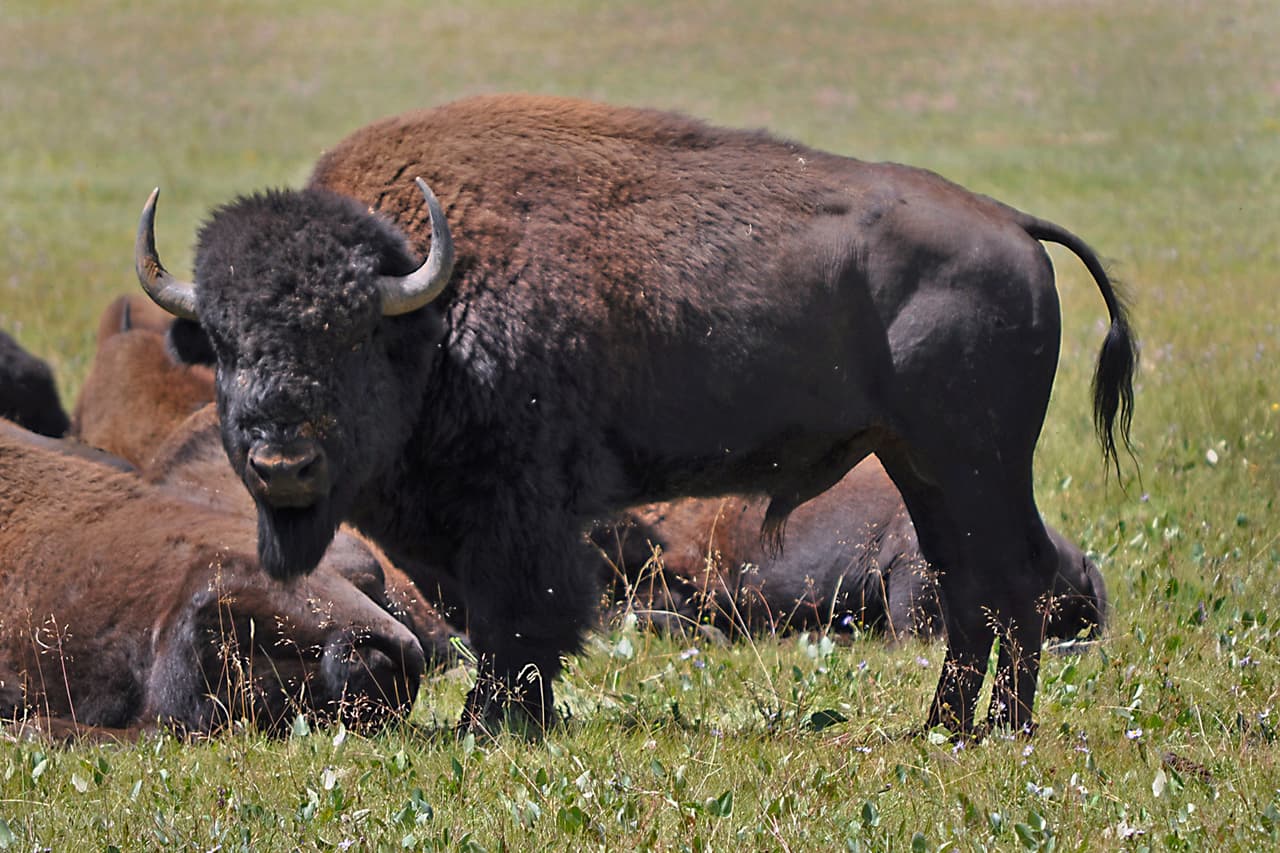 Turista de Florida es corneado por un bisonte en Yellowstone: es el primer ataque del 2025