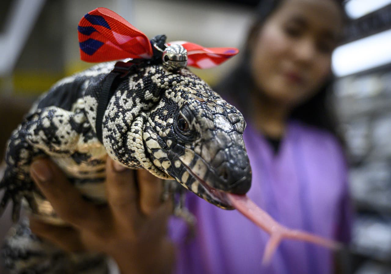 El tegu come los huevos de las aves que anidan en el suelo, como codornices y pavos, así como los de otros reptiles, como caimanes americanos y tortugas terrestres, ambas especies protegidas.