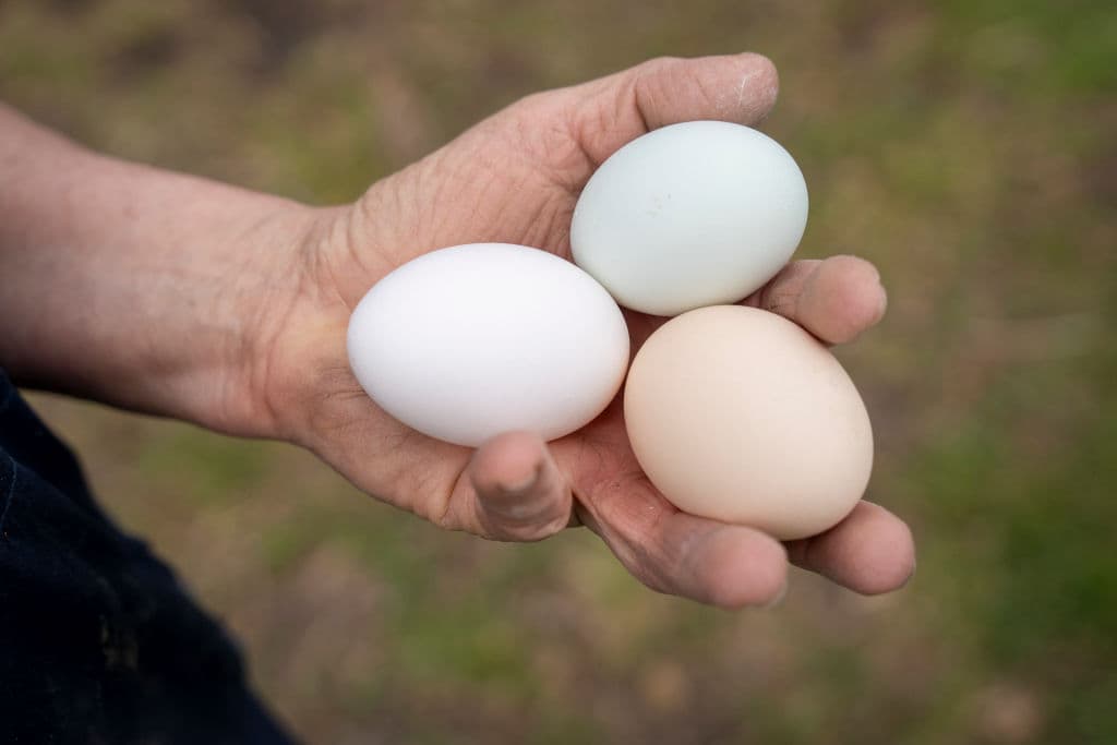 <b>En 2022</b>, el precio promedio de una docena de 
<b>huevos en Estados Unidos</b>, 
<b>no superaba los 3 dólares</b>. Hoy, se reportan "ofertas" de solo tres huevos por la misma cantidad de dinero y 
<b><a href="https://www.univision.com/noticias/estados-unidos/precio-huevos-en-eeuu-podria-aumentar-41-este-ano-departamento-de-agricultura" target="_blank">el Departamento de Agricultura de Estados Unidos (USDA) anticipa que el costo seguirá aumentando durante este 2025</a></b>.