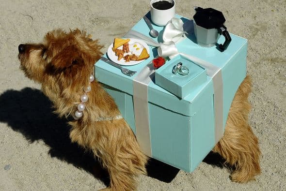 Entre los animalitos que desfilaron, se pudo observar a algunos vestidos como una caja de regalo, al que graciosamente le adaptaron la caja sobre el lomo.