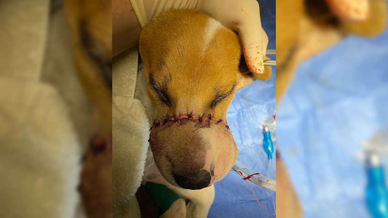 Si usted tiene alguna información, puede llamar al 713-869-7722.