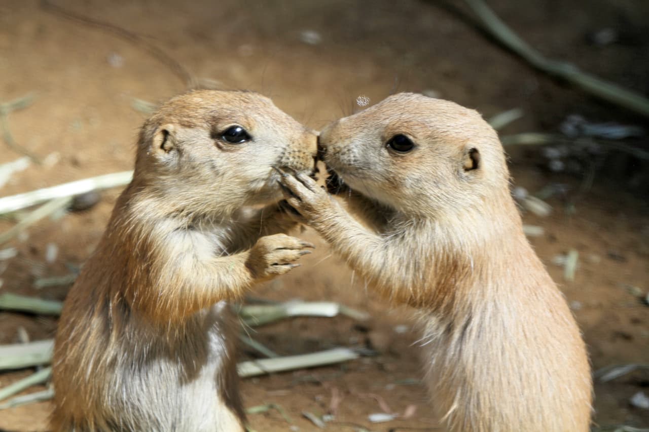 Los perritos de la pradera son conocidos por darse besos entre ellos, un saludo que les permite determinar si pertenecen a su grupo social. Estos animales son roedores excavadores y no están relacionados con los perros. Son nativos del centro y oeste de América del Norte.