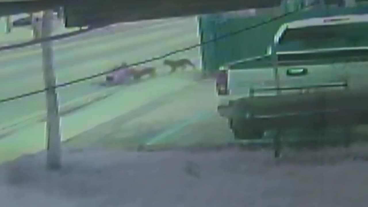 En video: feroz ataque de perros en el noroeste de Miami-Dade