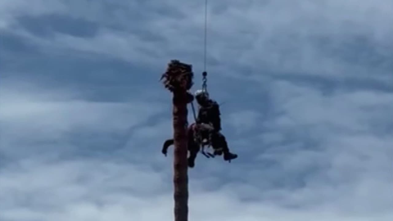 Así rescataron en la altura a una persona que podaba una palmera en California a 75 pies del suelo