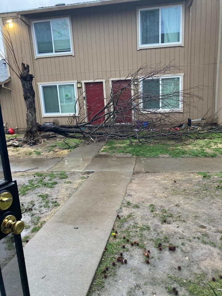 Otro árbol quedó en el suelo en el vecindario de Buto A..