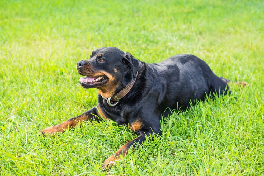 <b>LEO: Rottweiler</b>
<br>La gente suele asociar estos perros con la agresividad, pero hay que recordar que los perros son como los forman sus dueños. Pueden llegar a ser los más tranquilos y cariñosos si se les adiestra bien. Es por eso que para los leonilos es la mejor opción.