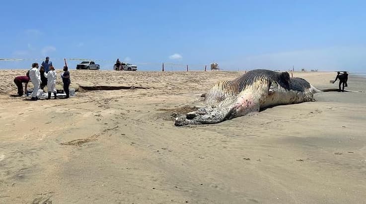 Y así evitar desastres naturales como el ocurrido con la ballena que falleció, al parecer tras ser golpeada por un barco en San Diego.
