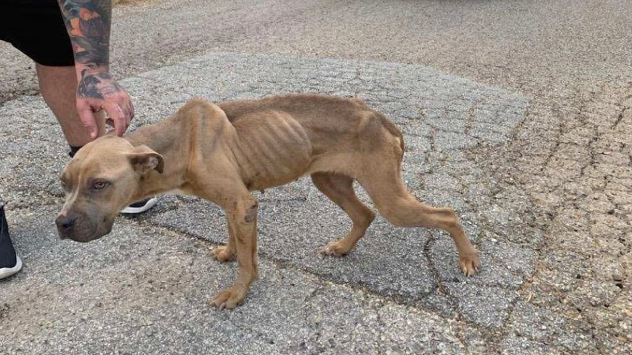 Una mujer abandona un cachorro en la calle porque "no encontraba donde dejarlo"