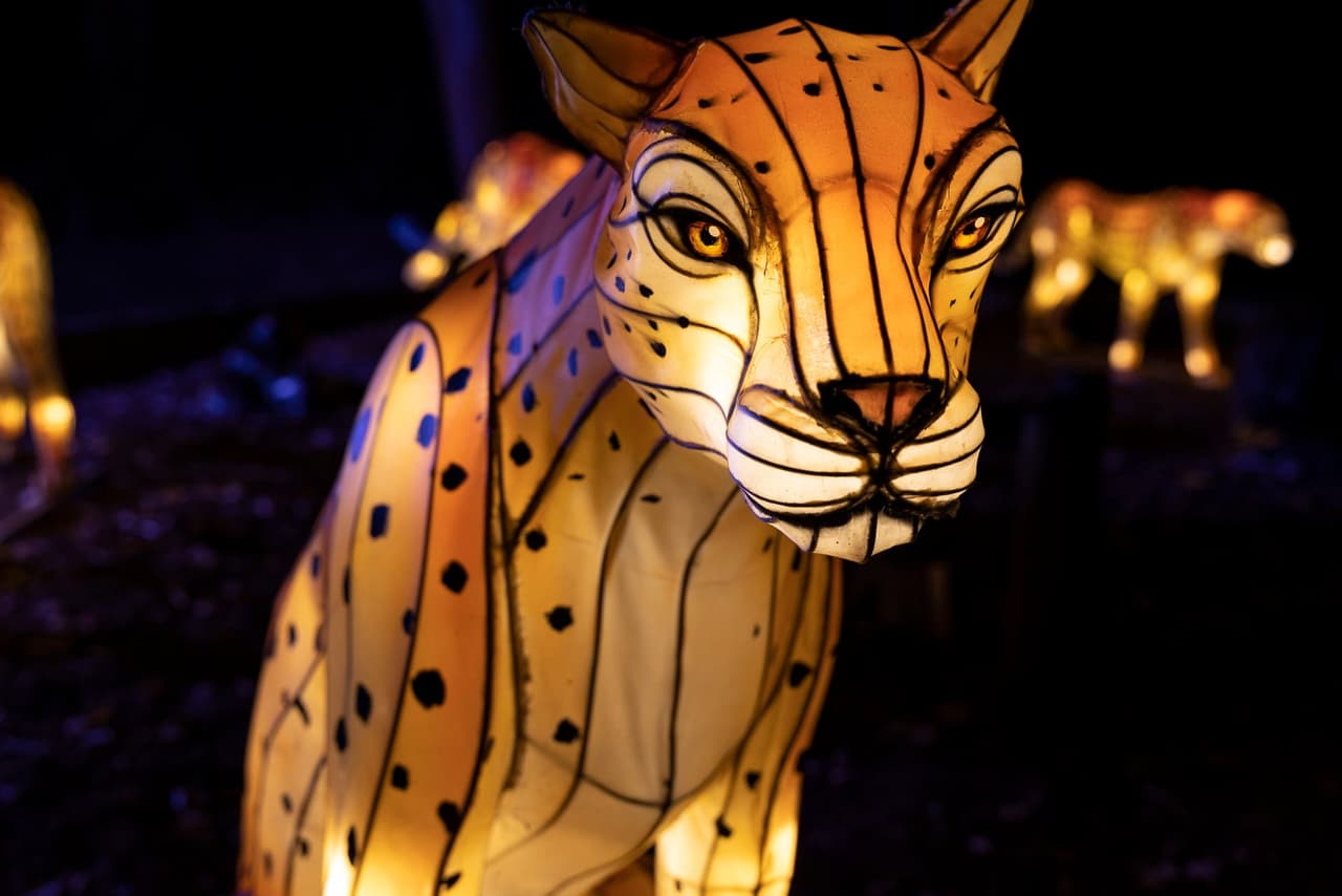 <b>IllumiNights at the Zoo</b>
<br>
<b>Fechas</b>: 16 de noviembre al 6 de enero de 2024
<br>
<b>Lugar</b>: Zoo Atlanta. 800 Cherokee Avenue SE. Atlanta, GA
<br>
<b>Sitio web</b>:
<a href="https://zooatlanta.org/event/illuminights/">https://zooatlanta.org/event/illuminights/</a>
<br>
<br>Disfruta de un paseo de una milla de impresionante vida silvestre de nuestro planeta y criaturas de la imaginación, desde leopardos luminosos hasta un imponente fénix ardiente.
